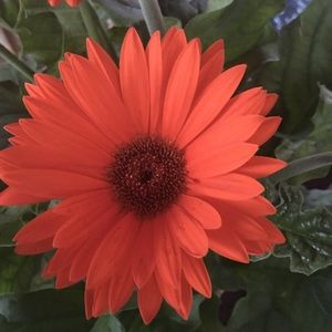 Meet your Posher, Edith